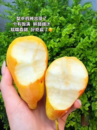 吃上了吃上了,时隔一年终于吃到了心心念念的香蕉梨,冰淇淋口感,冰镇一下更好吃#香蕉梨 #太婆梨 #甘肃香蕉梨 #应季水果#快来一起尝个鲜