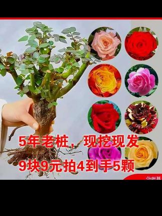 玫瑰花苗云南玫瑰老庄大苗四季开花大花阳台庭院盆栽地栽耐寒耐冻#最美月季花