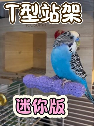 你的笼子里肯定缺这款休息台#鹦鹉站架#鹦鹉T型站架#鹦鹉外出站架#鹦鹉站杆#鹦鹉站棍