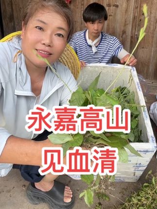 永嘉楠溪江高山见血清你们喜欢吗?#乡村助农#温州方言#见血清