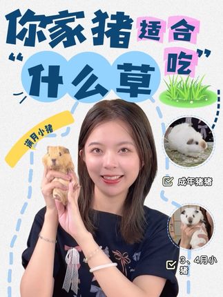 你的荷兰猪适合吃什么草❓ #荷兰猪 #豚鼠 #荷兰猪吃什么 #荷兰猪吃什么草 #卡宠派对