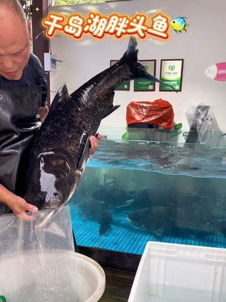 35斤千岛湖大鱼活鱼发货#千岛湖胖头鱼 #活鱼打包 #食材新鲜才是硬道理 #原产地直发@DOU+好生意