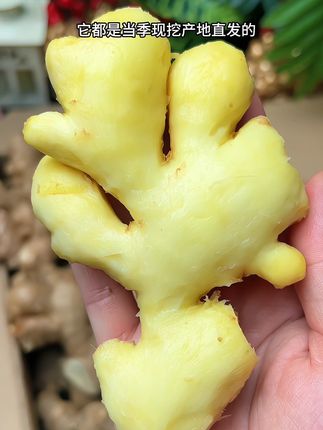 小黄姜又来活动了,品质超级好,产地现挖现发,收到货都超级新鲜。都说冬吃萝卜夏吃姜。家人们赶紧囤起来吧#小黄姜#生姜#优质农产品 #正宗小黄姜
