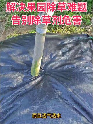 单张切片防草布铺设方法 #防草布 #除草 #三农#果园管理 #果树种植#油茶树
