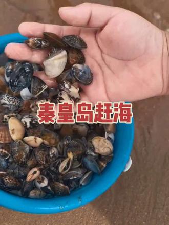 赶海的快乐来啦~感受一下爆桶#赶海 #秦皇岛