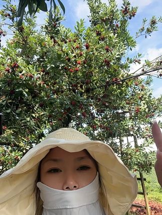 文成高山杨梅新鲜采摘