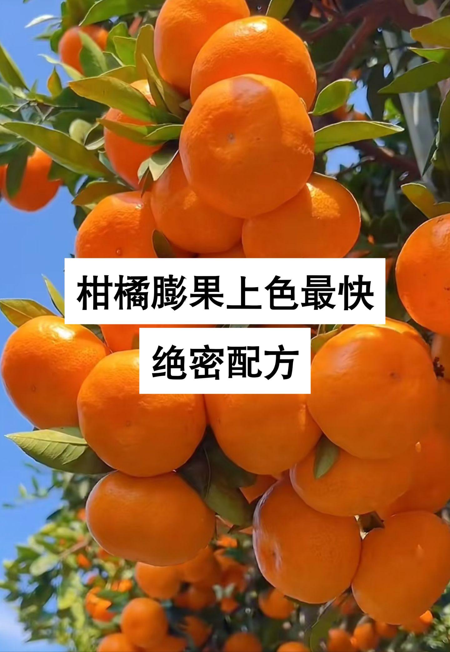 柑橘膨果上色最快高效配方#柑橘高产 #膨果上色