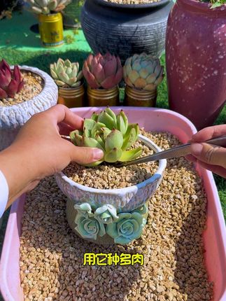 9.9就有十斤#多肉麦饭石 太划算了#多肉植物#花卉绿植 #多肉养护#爱生活爱养花
