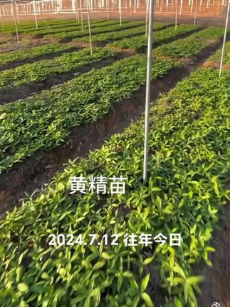 #黄精苗#黄精苗出售 #农业种植 #种苗培育 #育苗技术