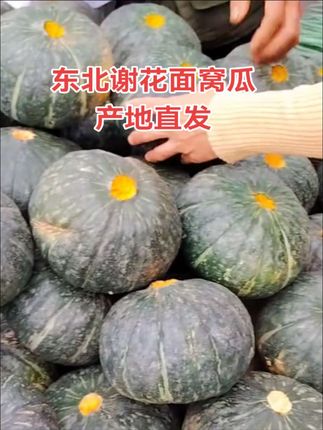 #新鲜采摘 #东北大地窝瓜#产地直发