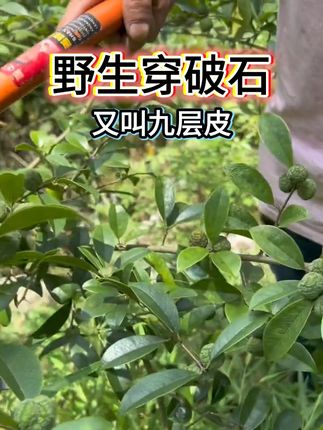 #煲汤#大自然的馈赠#闽南语#穿破石#闽南文化