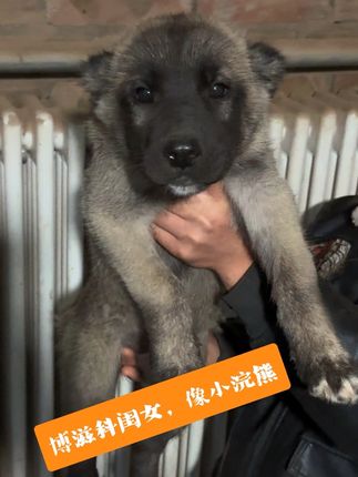 深色素在国内越来越受欢迎,根据市场爱好来繁殖#坎高犬#土耳其坎高犬