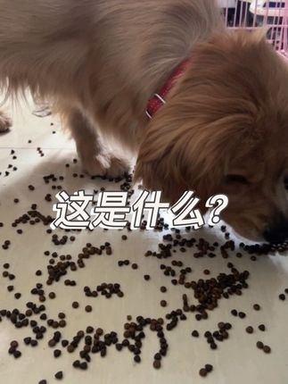想给毛孩子换狗粮的,看看下方小黄车啊#萌宠 #宠物吃货 #养狗日常 #家有金毛 #金毛米琪