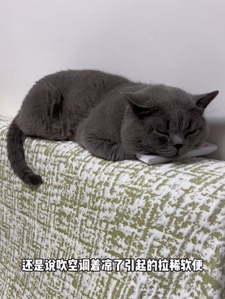 猫咪拉稀软便说来就来,这个东西一定要提前备着,现买真的来不及#新手养猫 #猫咪拉稀 #科学养宠攻略 #养猫经验分享