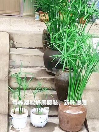 #水竹 水竹旱伞草,伞状叶形独特,四季常绿,耐阴耐旱,养护简单,还能净化水质,是室内外绿植装饰的优选。#好养活的绿植 #水竹的养殖方法 #风车草水培造景 #dou+小助手