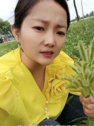 多种叫法,有的地方叫毛咕咕, 有的地方叫狗尾巴草