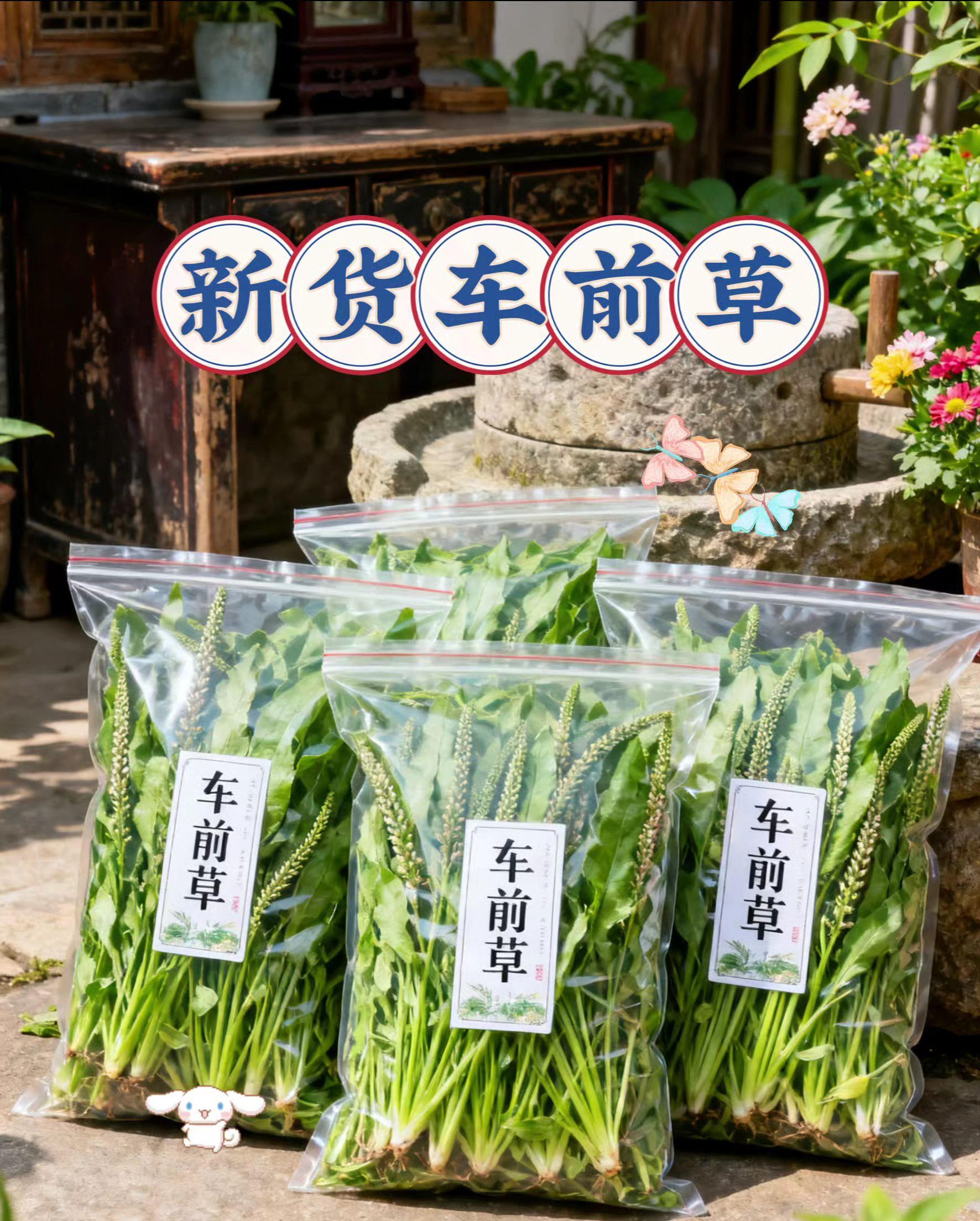 车前草小记。清晨去郊外草地,挑叶片饱满、带细长穗状花序的车前草,轻轻掐下整株,抖净根部泥土。回家后摊在竹筛上晾干水汽,再移到铁锅中小火慢炒,守着灶火不停翻动,足足1小时 取一小撮炒好的车前草放进玻璃杯,冲上热水,看叶片在水中舒展。静待片刻,茶汤渐成浅黄,捧杯轻啜,满口都是草木与烟火交融的清润。#喝出好气色 #健康生活 #车前草 #草本植物 #车前草煮鸡蛋 @DOU+上热门 @DOU+小助手