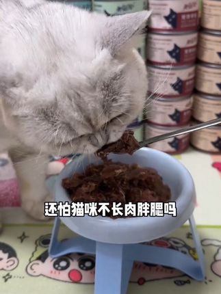 就是美滋元这个170克大肉罐把我家猫咪吃得圆润又可爱,关键价格还便宜,刷到赶紧多囤#吃货猫 #新手养猫 #猫罐头推荐