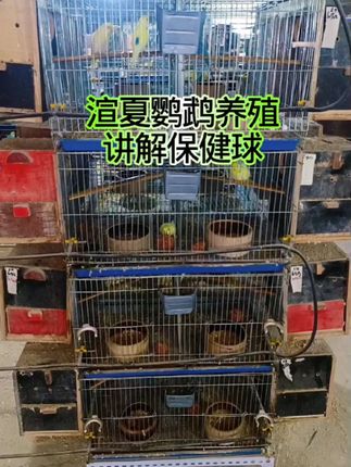 #渲夏鹦鹉 #鸟 #鸟用品 #鸟笼鸟具 #鸟鸟