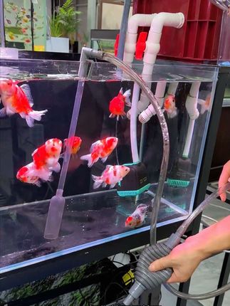 喜欢养鱼的人肯定少不了一个便宜实用的换水器#鱼缸换水器 #怎么给鱼缸换水 #养鱼日记 #鱼缸底砂清理