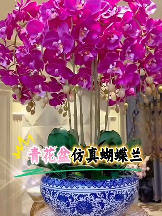 花妍青花盆手感保湿仿真蝴蝶兰盆栽套装酒店大堂玄关家居摆放摆件#花卉绿植 #绿植盆栽#蝴蝶兰 #仿真蝴碟兰