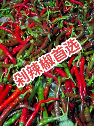 兄弟姐妹们紫红辣椒红辣椒做剁辣椒,赶紧来,数量不多#优质农产品 #记录生活 #三农产品 #大山里的原生态