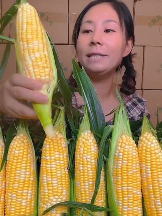 【甜脆】云南金银水果甜玉米新鲜可生吃清甜榨汁蒸煮甜味精品食用