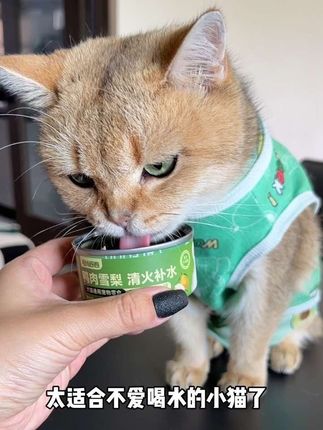 不爱喝水的小猫家长一定得多囤点这个!#猫罐头 #吃货猫 #萌宠好物 #养猫人 #新手养猫