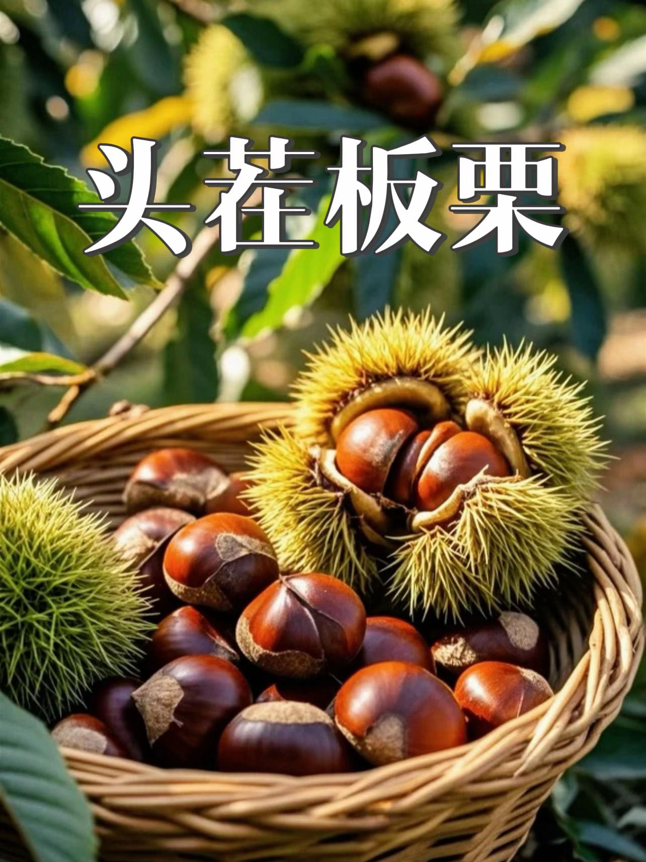头茬自然落果板栗,个个饱满,老树板栗。#板栗#头茬板栗#新鲜板栗 #自然落果板栗#老树板栗
