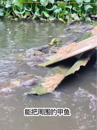 傍晚放钩早上收,甲鱼乌龟装满兜#户外钓鱼 #钓甲鱼
