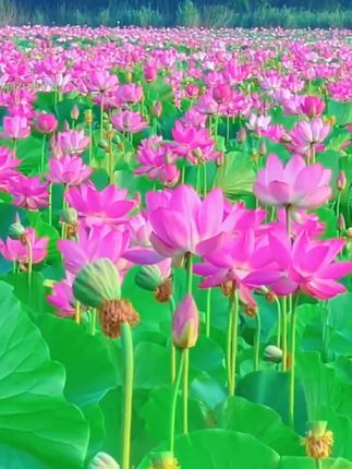视频同款