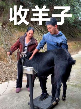 #农村养羊 #黑山羊养殖 收羊子,收大羊