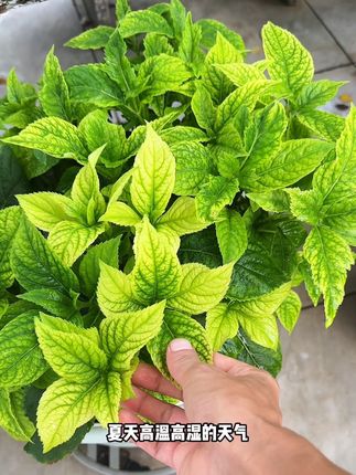 夏天高温高湿 植物容易黄叶#养花小知识 #种植小技巧 #花卉绿植