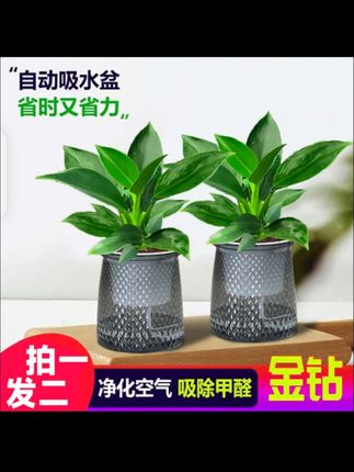 绿植润时光,温柔漫心房 于绿植簇拥的时光里,温柔不期而至。金钻绿公主,绝对是这份温柔中亮眼的存在。它的叶片仿若翠玉,悠悠舒展,四季常绿,恰似熠熠生辉的绿宝石,散发着自然的迷人魅力。 金钻绿公主堪称“懒人福音”,养护轻松简单,无需过多费心。而且,它还是空气净化的小能手,对甲醛、苯等有害物质有着高效的吸附能力,默默为你打造一个清新、静谧的生活空间,让每一次呼吸都满是自然的纯净与舒畅。 #清新自然 #大叶金钻绿公主 #水培植物 #我的花花草草🌸🌸 #水培.