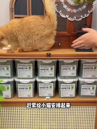 应粉丝要求做的猫草棒究竟能不能排毛的实验,结果居然是#萌宠好物 #新手养猫 #猫草 #排毛冻干