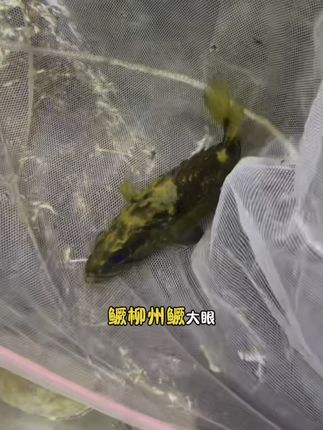 各种鳜鱼大合集