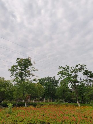 绿豆,。它翠绿如宝石,常被煮成消暑的绿豆汤。在炎夏,一碗冒着热气的绿豆汤,是童年的清凉慰藉。也能化身绿豆糕,细腻绵密,甜而不腻。从家常餐桌到精致点心,绿豆以多样姿态,陪伴我们度过岁岁年年。#绿豆#绿豆汤 #绿豆粥 #绿豆沙 #谁懂这一口的好吃程度