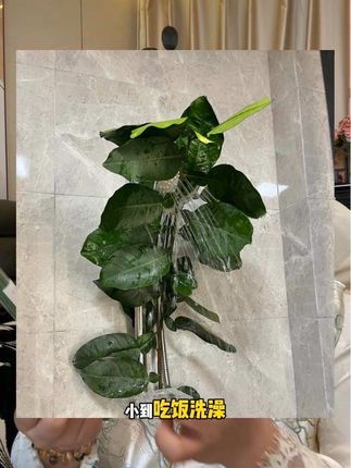 跟着广东人是真能学到东西啊#碌柚叶