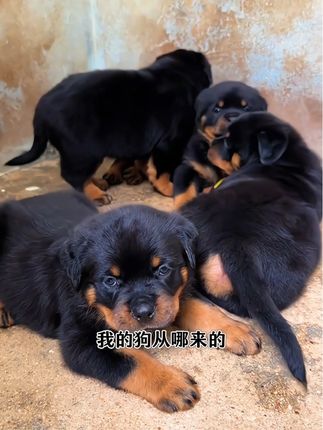 谁的东西都不是大风刮来的#罗威纳护卫犬 #罗威纳#不养狗不知道养狗的乐趣
