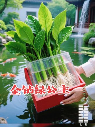 #爱生活爱养花 #水培植物 #净化空气 #室内绿植 #家庭养花