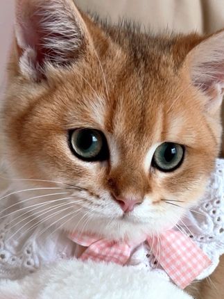 #创作灵感 #也太可爱了吧 #猫咪的日常 #猫主子的日常 #幼猫成长记