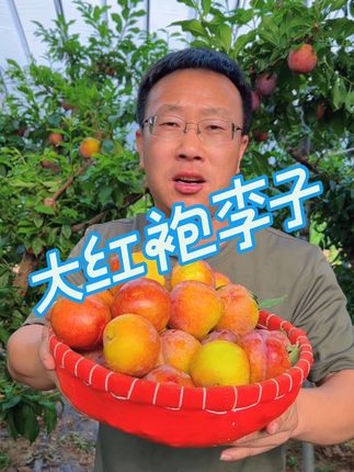 九甜一酸的大红袍李子你吃过吗#优质农产品 #快来一起尝个鲜