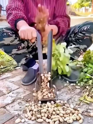 # 摘花生神器 :花生分离器脱粒采摘脱花生农村摘干湿花生摔果子工具#摘花生神器 #生活好帮手 #高性能实用工具 @DOU+小助手