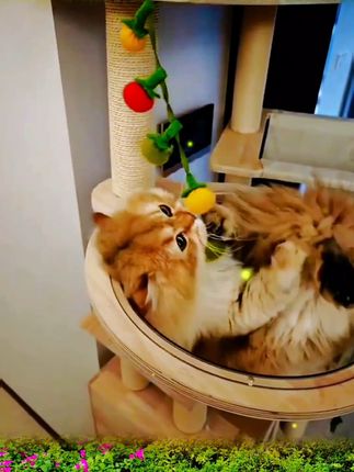 就是这个逗猫玩具把我家猫魂都勾走了!小番茄柿子串里面的猫薄荷和响铃的双重诱惑,猫咪一玩就上头#罗姐分享#猫玩具#逗猫神器#逗猫棒#猫薄荷番茄柿子串@DOU+小助手
