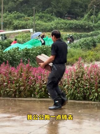 我公公就是我们的榜样 早上天气还好好的,一会就狂风暴雨了,我公公带头跟汪大洋帮忙村里收割机盖稻子,让我想到了小时候我们也是这样抢收粮食的。真的要爱惜粮食,每一粒粮食都来之不易……#农村生活 #稻子#记录真实生活