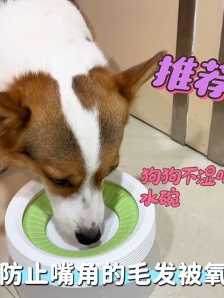悬浮水碗狗狗喝水不湿嘴毛,再也不用担心喝的到处都是了#萌宠好物 #科学养宠攻略 #狗狗水碗#毛孩子的日常