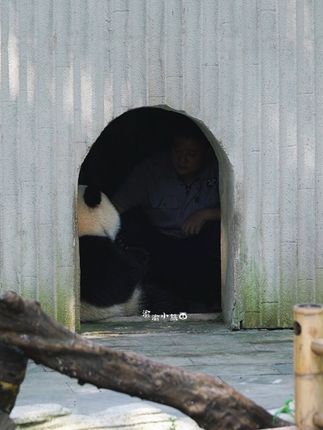 三妹被墩外东骗到门口了还想着复盘一把,趁喂果果的时候还想“打”墩外东哈哈哈#也太可爱了吧 #大熊猫奇三妹 #国宝熊猫