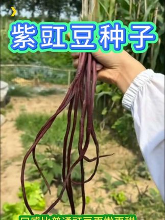 家里人口少千万别种太多紫色豇豆!这品种产量惊人,随便种几棵就 够全家吃。不用育苗直接播种,新手友好。口感比普通豇豆更嫩更甜,凉拌、炒肉、炖菜都绝配。现在种正合适,阳台小菜园就能种,赶紧试试吧!