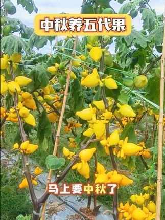 中秋节养什么果?送什么礼? 中秋养花就养五代果,中秋送礼就送五代果!#五代果 #农业种植 #花卉绿植 #硕果累累 #斗南花卉
