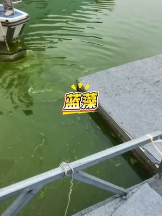 #蓝藻净#水产养殖 #鱼虾蟹养殖 #蓝藻处理#鱼耀 生物处理蓝藻不反弹